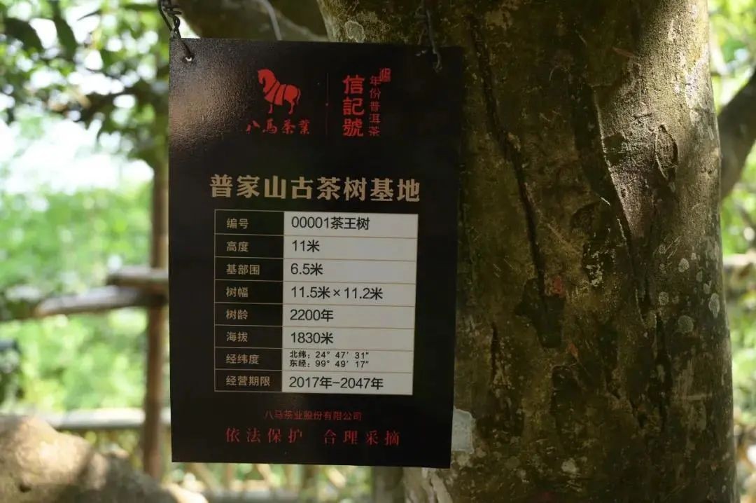 八马包揽老班章 冰岛茶王茶 敬献源头好茶