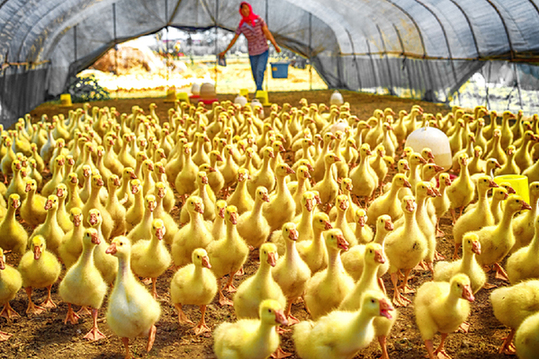 着力六大创新 农行全面深化小微金融服务