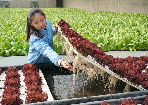 杭州外地采茶女返工 开摘头茬春茶“乌牛早”