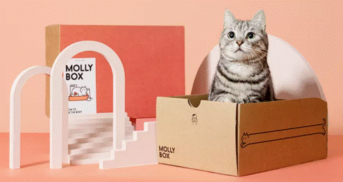 魔力猫盒开年撸猫趴圆桌talk发散养猫新思维
