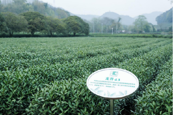 解码中茶春茶舆图：龙冠龙井为什么是绿茶中的“三好门生”？(图7)
