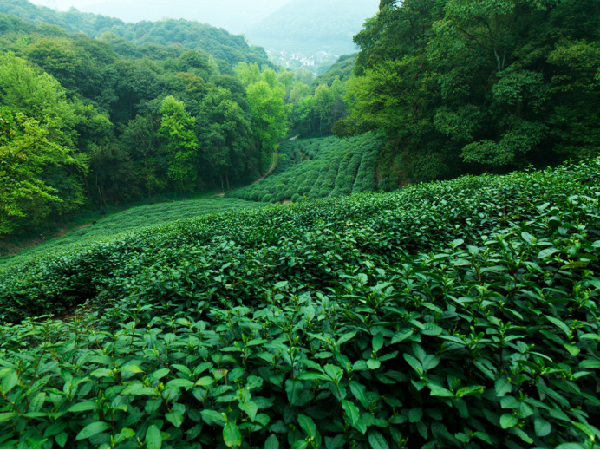 解码中茶春茶舆图：龙冠龙井为什么是绿茶中的“三好门生”？(图5)