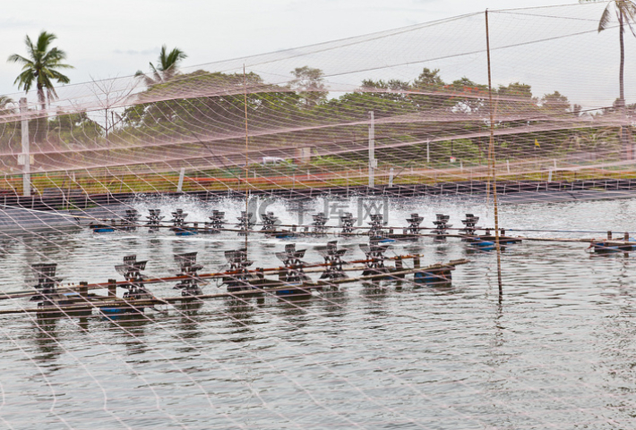 微观察｜“龙虾热”背后的“冷思考”