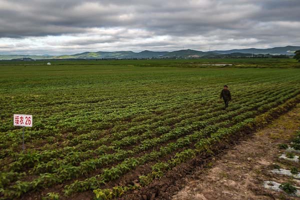 政策与科技齐发力 破解大豆扩产难——吉林多地扩种大豆见闻