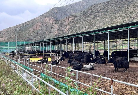 甘南牦牛产业的绿色“加减法”