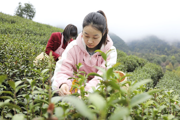 春到茶山采茶制茶忙