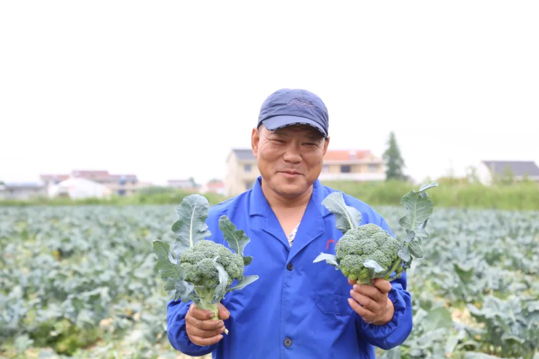 江苏如东：“西兰花”变“致富花”