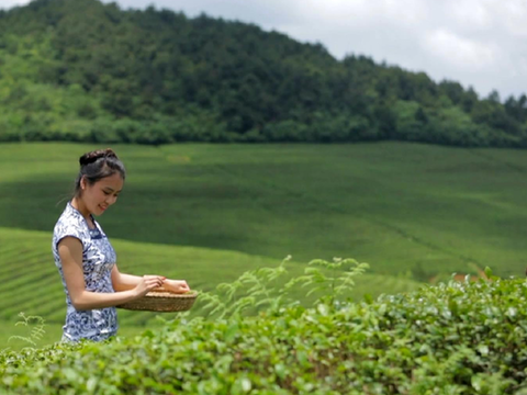 贵州石阡苔茶十一项团体标准发布实施