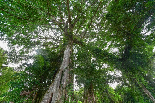 广西来宾：以林长制优服务强保障壮实体 全力推动经济高质量发展