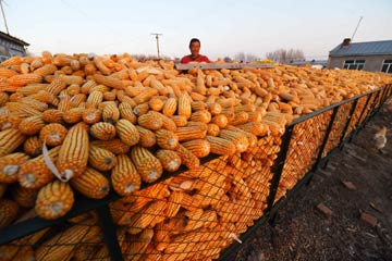 东北玉米首现国际竞争力
