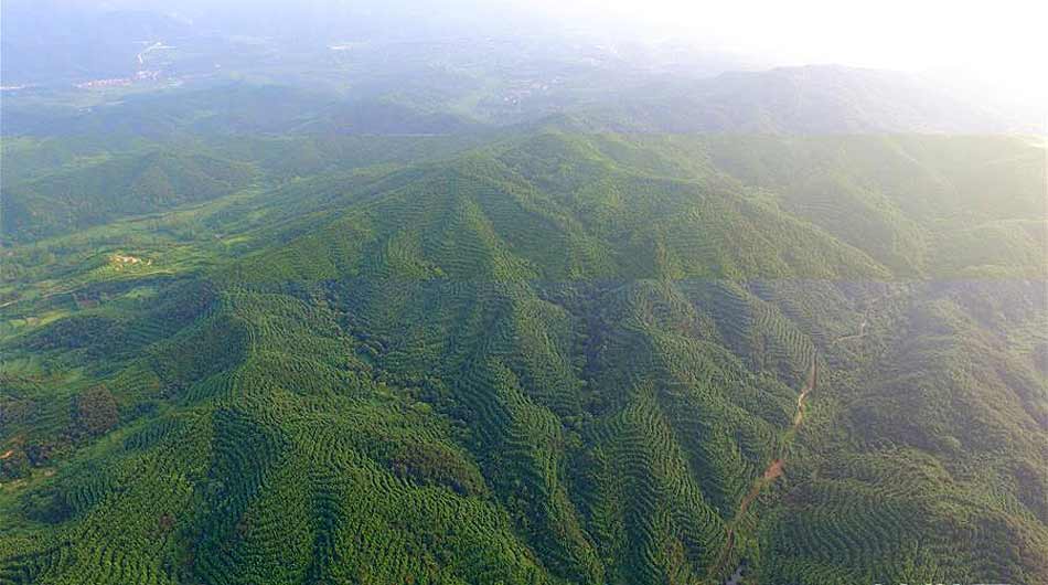 河南新县：推进碳汇交易 探索生态扶贫新路径