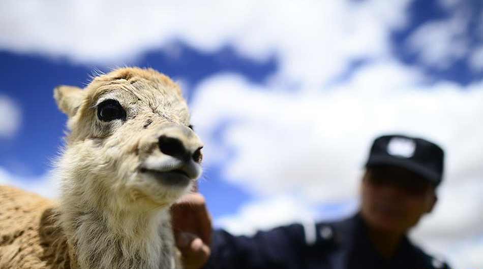 可可西里生态保护纪实