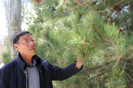 &ldquo;树爸爸&rdquo;边久：&ldquo;世界屋脊&rdquo;种绿洲