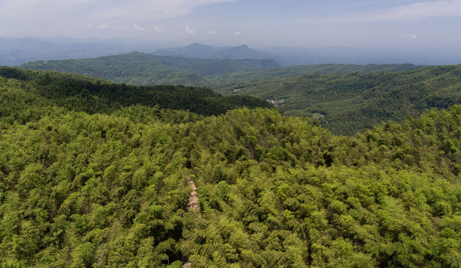 竹林里的“金山银山”