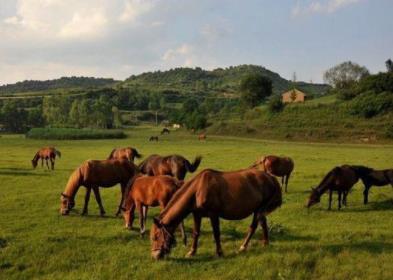 品种消亡种群下降 养马大国变马匹进口大国