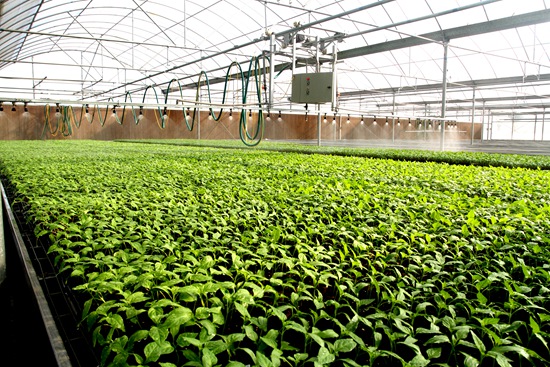 打造"中国蔬菜种业硅谷" 山东寿光着力破解蔬菜产业"卡脖"之痛