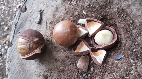 下面照片为结在树上的夏威夷果