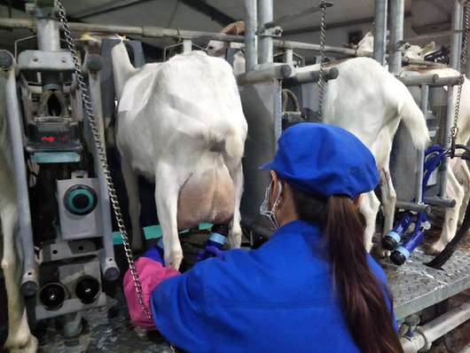 陕西绿能牧业工作人员正在为奶山羊套挤奶器.