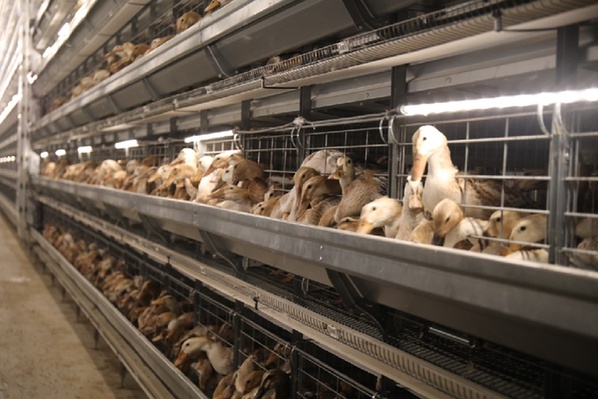 福建永泰打造蛋鸭养殖综合体推进产业融合发展