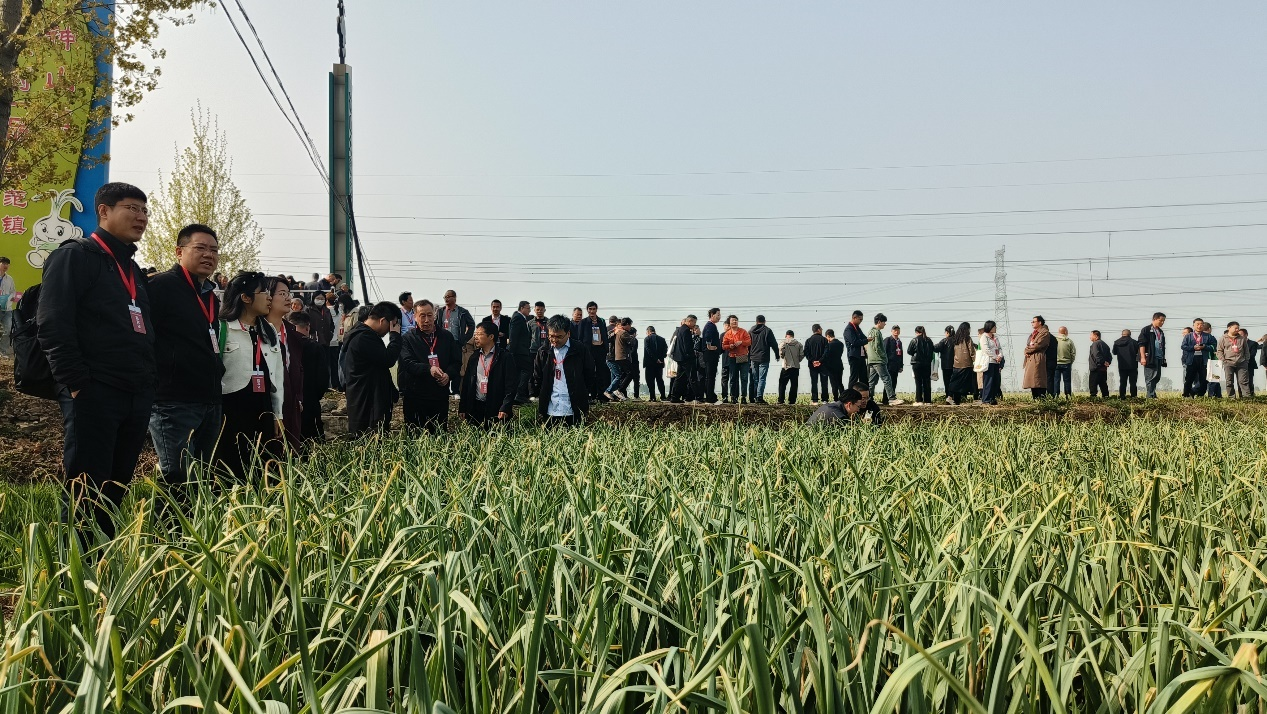 田间问诊把脉 科技护航好菜——2026年蔬菜绿色防控大会在兰陵举行 田间问诊把脉 科技护航好菜——2026年蔬菜绿色防控大会在兰陵举行